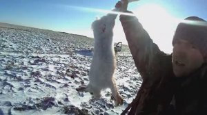 Наступили на зайца. Свежий снег. Охота на зайца. Охота в Челябинской области.