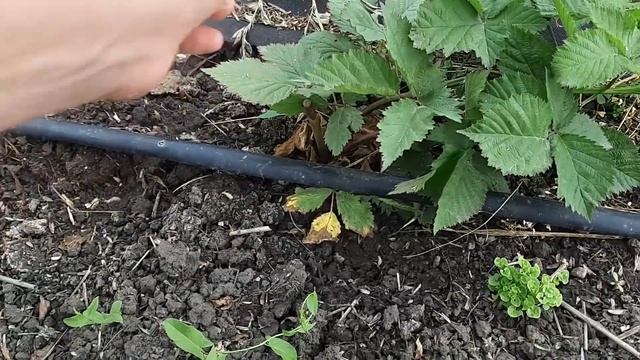 Печальные итоги весны 2020 смотреть онлайн