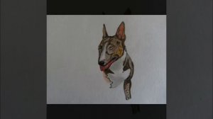 English Bull terrier. Colored pencils/Английский бультерьер. Цветные карандаши