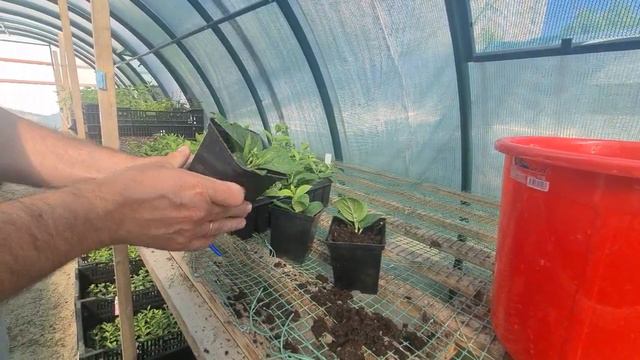 Результаты черенкования. Почка против черенка