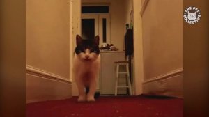 Говорящие коты # 4, приколы с котами, подборка смешных котов, которые говорят как люди