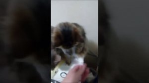 10 марта 2019г. Кошки просят  еду. Маленькая Милашка. Дай лапу пушистый друг.