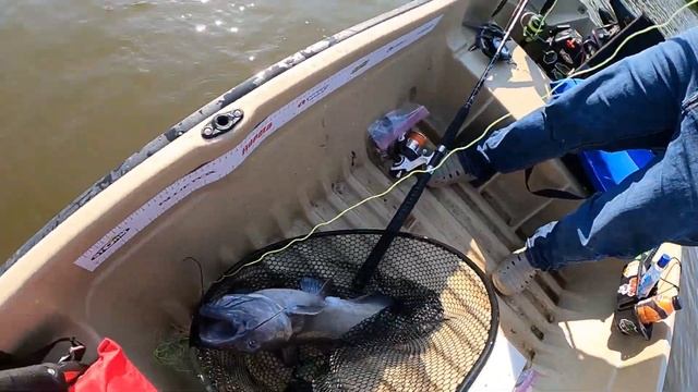 Slaying Ohio Channel Catfish смотреть онлайн