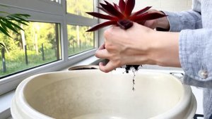 Пересадка суккулентов «ЭХЕВЕРИЯ Ромео». Размножение листиками. Как выбрать горшок??