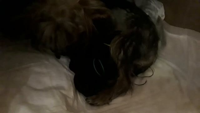 Первые Роды у собаки / Йорк / Щенки смотреть онлайн