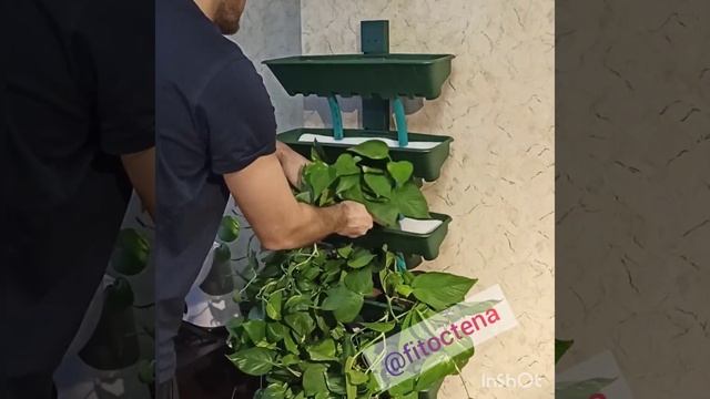 Монтаж вертикального сада в квартире / / Фитостена