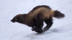 Wolverine sounds