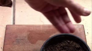 Плосковеточник из семян. Хвойные.  Эксперименты продолжаются!