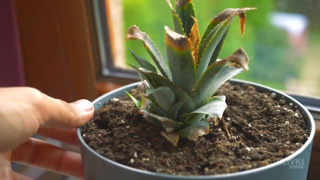 АРБУЗ В КОМНАТЕ - 180 ДНЕЙ СПУСТЯ смотреть онлайн