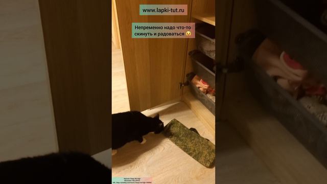 игрушки для кошек