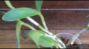 ОРХИДЕИ Прекрасная Каттлея