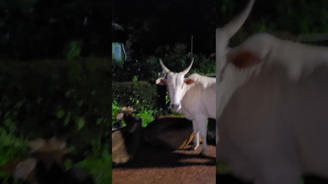 Голубоглазые коровы. Гоа. Арамболь. Индия. смотреть онлайн