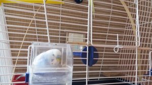 Как ведут себя мои попугаи по утрам. Мои идеальные птички