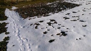 Клубника "Мурано" и т.п., ежевика "Натчез", зима на даче. 23.02.18