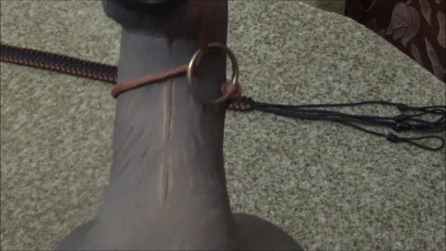 Переноска для дичи из паракорда.