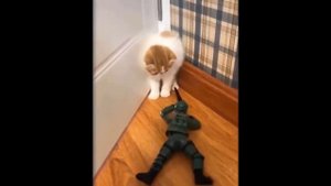 Смешные Реакции Собак И Кошек На Игрушки