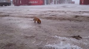 Какающая (гыгыгы) лисичка
