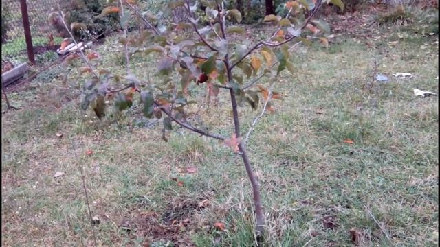 ОБНОВЛЯЕМ САД. САЖАЕМ ДЕРЕВЬЯ смотреть онлайн