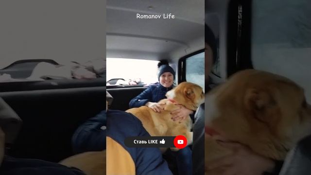 в тесноте да не в обиде | алабай на заднем сиденье авто смотреть онлайн