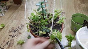 Обрезка и черенкование аптении