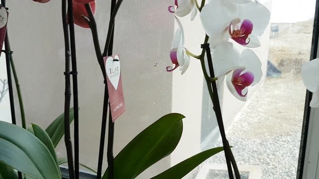 ОРХИДЕЯ СЛОН Asian Coral. Обзор всех НОВИНОЧЕК этой зимы