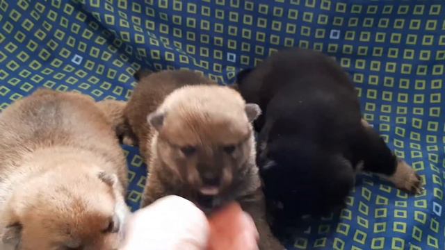 Щенки СИБА смотреть онлайн