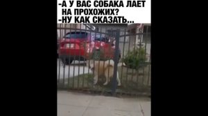 Приколы сборка лучшее. 2023 (720p)