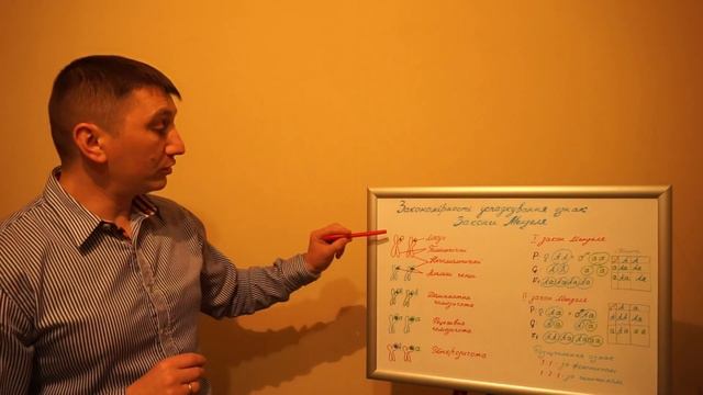 Закономірності успадкування ознак. Закони Менделя. смотреть онлайн
