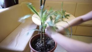 Черенкование драцены!