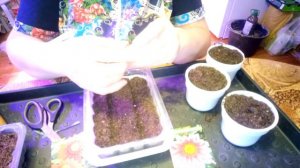 посадка газании