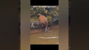 Приколы из тиктока