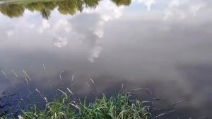 Вольский район  Колояр