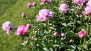 Lady Anna | R2 Flowers BV | Peonies