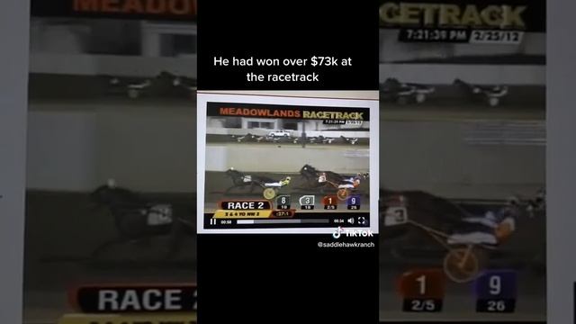 Java's story - saved from slaughter, now teaches others how to drive смотреть онлайн