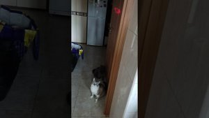 Кошки гоняют за мышкой
