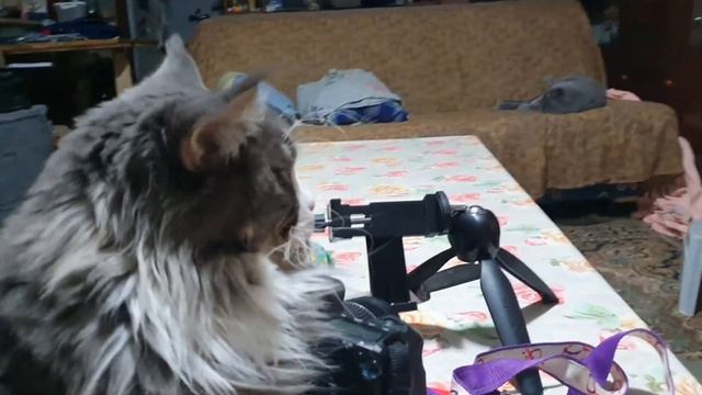 Мейн Кун. Смотрит мультик.22 ноября 2020 г. смотреть онлайн