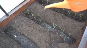 Сажаем помидоры и лук порей