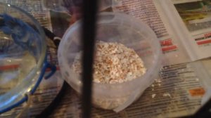 Немного о клетке для голубя (своими руками)