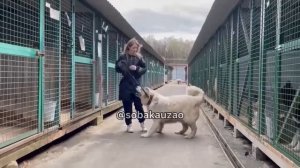 Большой медведь Бали в поисках хозяев! Приют «Щербинка». Проект Собака Юзао