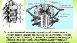 Спинной мозг.AVI