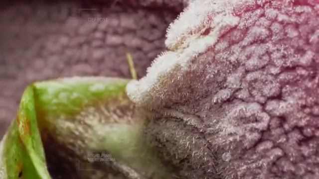 Еда Макровидео. Как заморозить клубнику. Как заморозить овощи на зиму.Экзотические фрукты.Овощи. смотреть онлайн