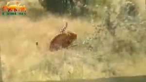 Жестокая схватка двух леопардов / Смертельная схватка хищников - Невероятные кадры