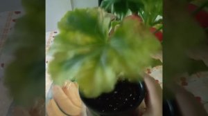 Пеларгония? и клещ?.Комнатные цветы.