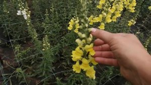 Львиный зев срезочные расцвел часть 2.