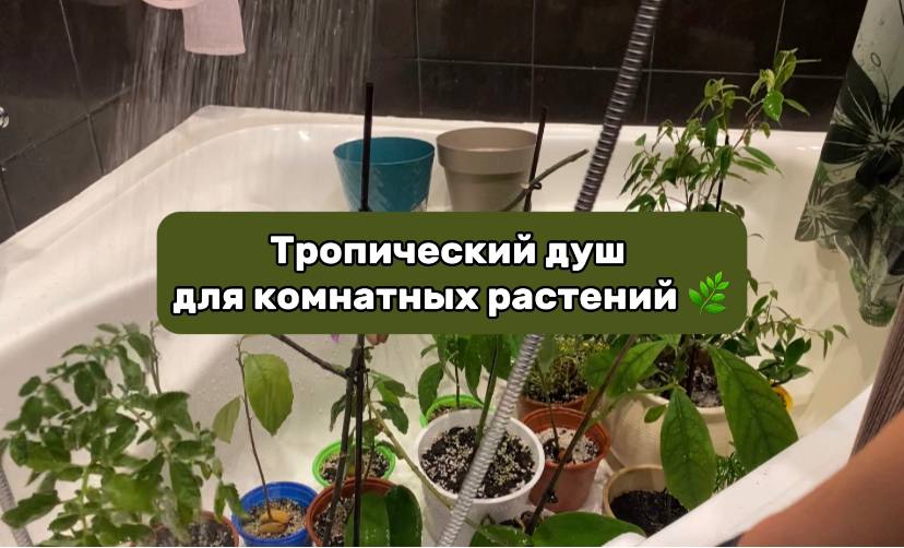 Тропический душ для комнатных растений.