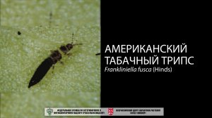 Американский табачный трипс (Frankliniella fusca (Hinds))