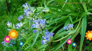 Горечавка даурская. Краткий обзор, описание характеристик, где купить gentiana dahurica