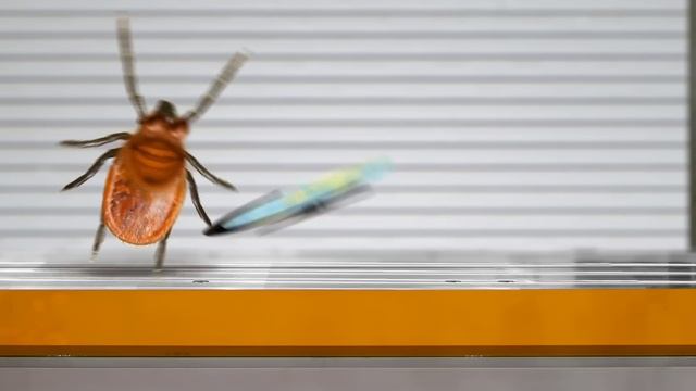 Annoying Orange - The Hydraulic Press Challenge #2! смотреть онлайн