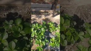 Клубника сорт Мурано. Сорт плодоносящий всё время. Клубника в огороде