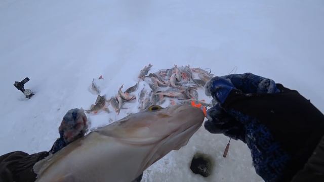 ЭТО БЕЗУМИЕ! ОКУНИ-КОНИ НА КАЖДОМ ЗАБРОСЕ! МОРОЗ, МЕТЕЛЬ, СЛОМАЛИСЬ В ТАЙГЕ И...! Зимняя рыбалка. смотреть онлайн